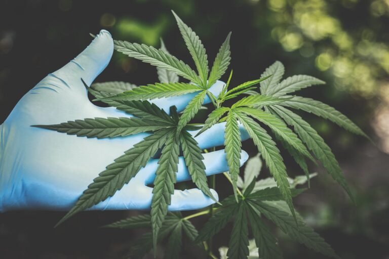 6 Things to Understand About Growing Cannabis Flowers