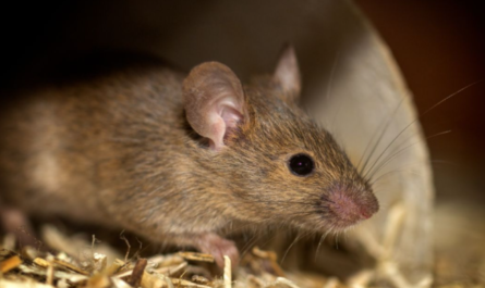 Rat Exterminator for Commercial Properties