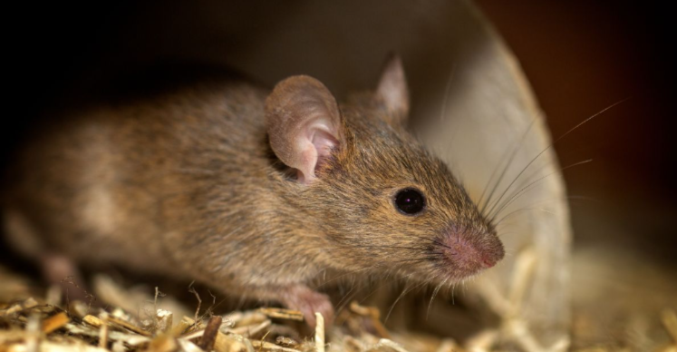 Importance of Rat Exterminator for Commercial Properties: Ensuring Health and Safety Compliance